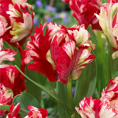 カラーパレット(R) チューリップ パーロット咲き エステララインベルト