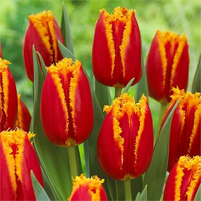 チューリップ フリンジ咲き ファビオ