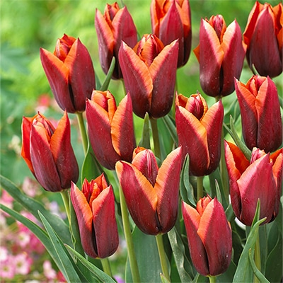 チューリップ 一重咲き スラワ