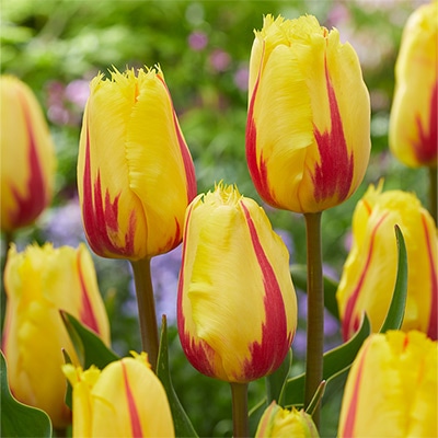 チューリップ フリンジ咲き フラメンコ