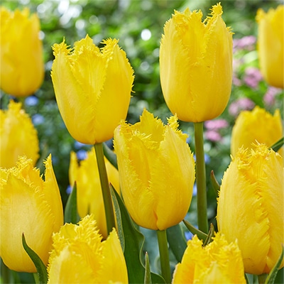 カラーパレット(R) チューリップ フリンジ咲き イエローファビオ