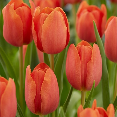 チューリップ 一重咲き シャレード