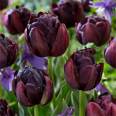 カラーパレット(R) チューリップ 八重咲き ブラックヒーロー