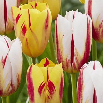 チューリップ 一重咲き ワシントン＆ハッピージェネレーション