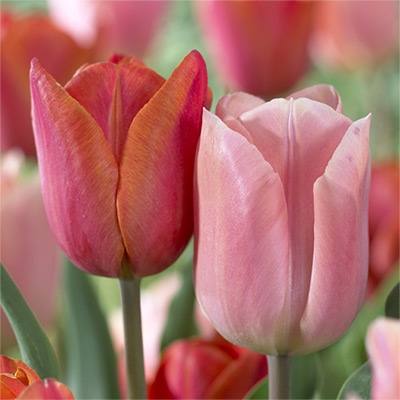 チューリップ 一重咲き シャレード＆アプリコットビューティー