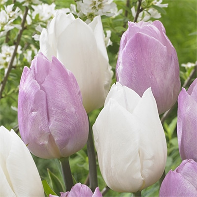 チューリップ 一重咲き キャンディープリンス＆ホワイトプリンス