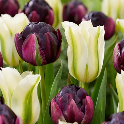 チューリップ 八重咲き＆一重咲き ブラックヒーロー＆スプリンググリーン