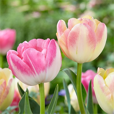 チューリップ 八重咲き アップスター＆クリームアップスター