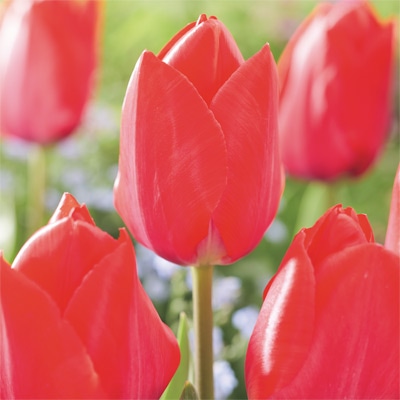 カラーパレット(R) チューリップ 一重咲き　レッドファンアイク