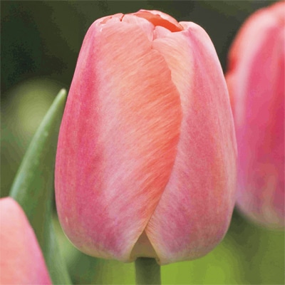 カラーパレット(R) チューリップ 一重咲き　オレンジプライド