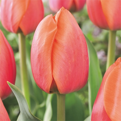 カラーパレット(R) チューリップ 一重咲き　ファッシネーション