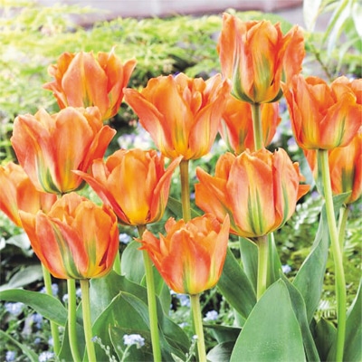 カラーパレット(R) チューリップ 八重咲き　ディズニーランドパリ