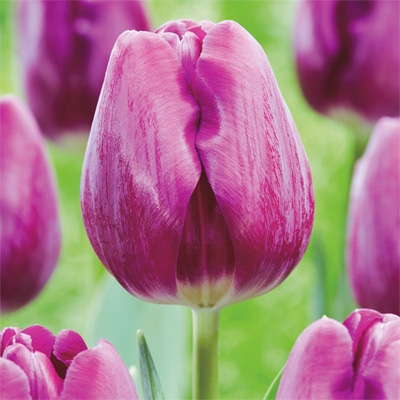 カラーパレット(R) チューリップ 一重咲き　ブリット