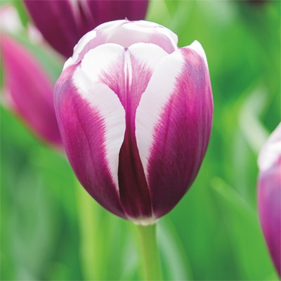 カラーパレット(R) チューリップ 一重咲き　 ティラミス