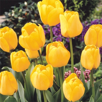 カラーパレット(R) チューリップ 一重咲き　ゴールデンアペルドーン