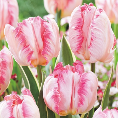 カラーパレット(R) チューリップ パーロット咲き シルバーパーロット