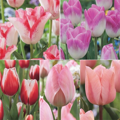 チューリップ プレミアムボリュームパック シングルコレクション