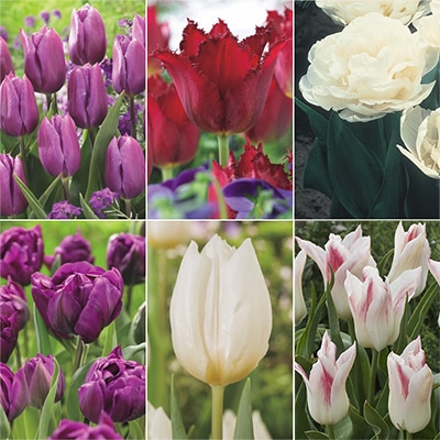 チューリップ プレミアムボリュームパック ホワイト＆パープルバラエティーコレクション