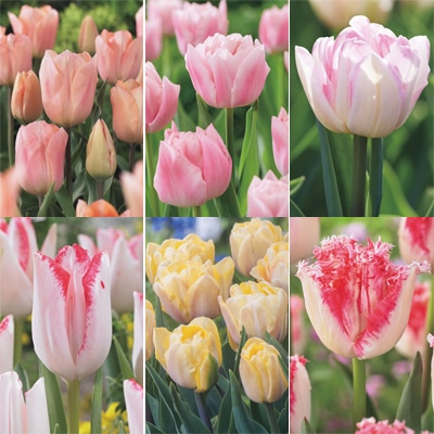 チューリップ プレミアムボリュームパック カラーチェンジバラエティーコレクション