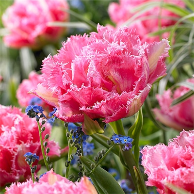 カラーパレット（R）チューリップ クリスピオンスイート