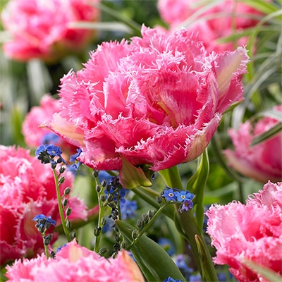 カラーパレット（R）チューリップ クリスピオンスイート