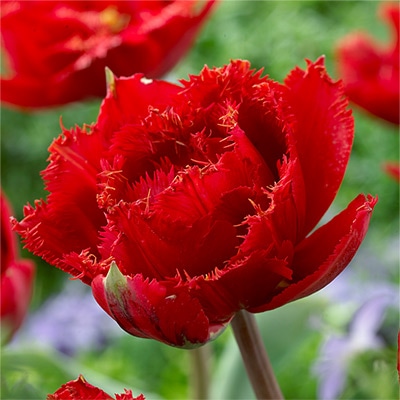 カラーパレット（R）チューリップ ファイヤリードリーム