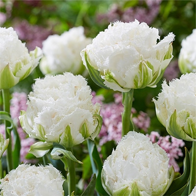 カラーパレット（R）チューリップ スノークリスタル