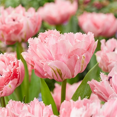 カラーパレット（R）チューリップ シュガークリスタル