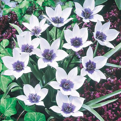 あかちゃんちゅうりっぷ アルバ コエルレア オクラータ