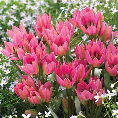 あかちゃんちゅうりっぷ ガーデンオブクルシアス