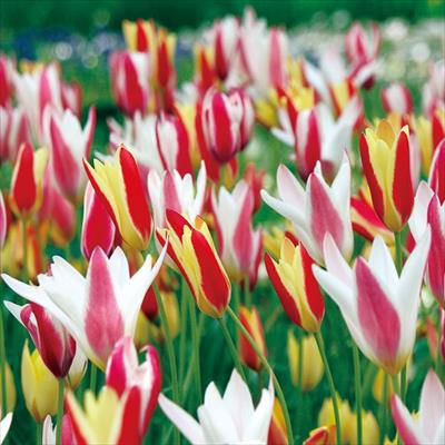 あかちゃんちゅうりっぷ ベビーバイカラー ミックス