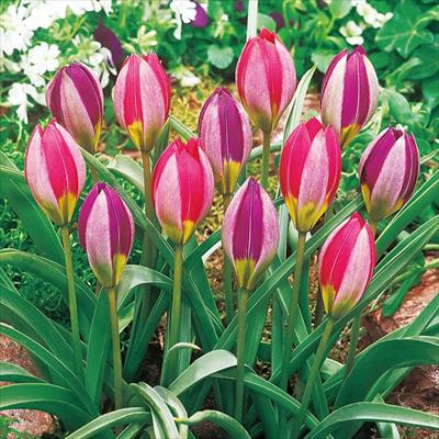 あかちゃんちゅうりっぷ ペルシャンパール 2色ミックス