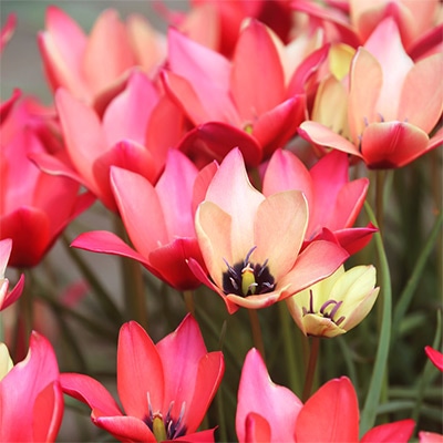 あかちゃんちゅうりっぷ アニカ