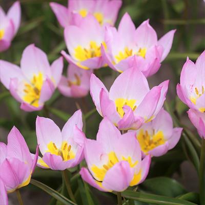 あかちゃんちゅうりっぷ ライラックワンダー