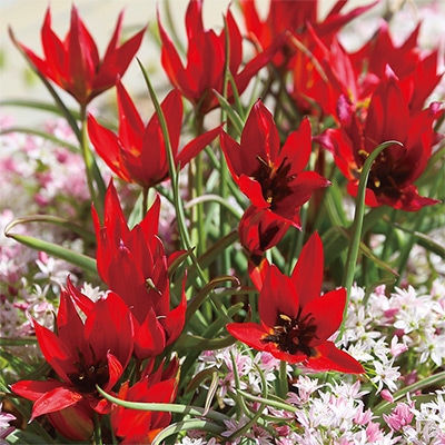 原種系チューリップ リジー