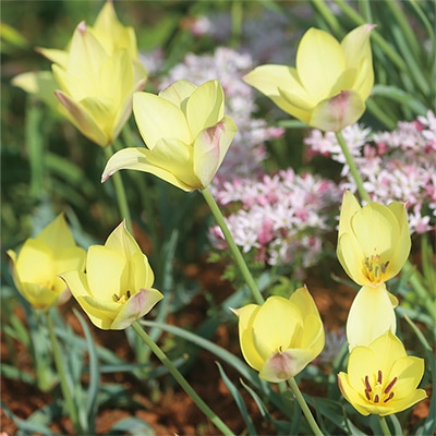 あかちゃんちゅうりっぷ ホンキートンク