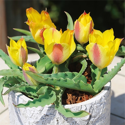 あかちゃんちゅうりっぷ サラ