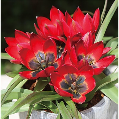 あかちゃんちゅうりっぷ フランシスカ