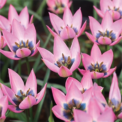 あかちゃんちゅうりっぷ ダニケ