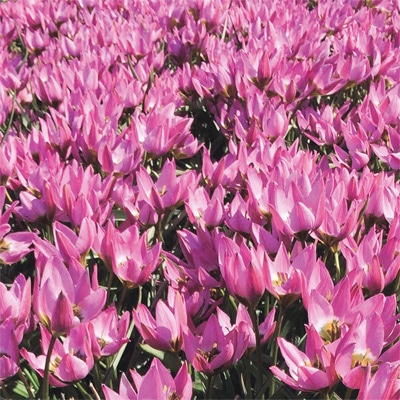 あかちゃんちゅうりっぷ ビオレッタ