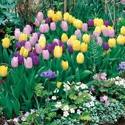 ぴったりちゅうりっぷ(R) 夢色キャンバス