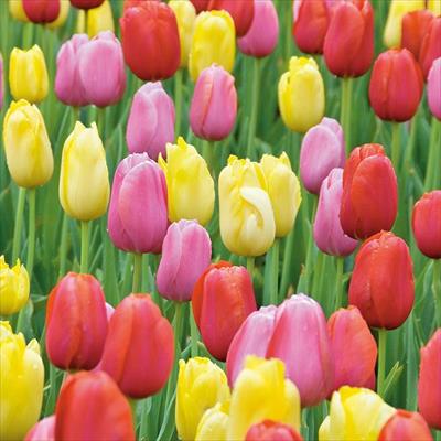 ぴったりちゅうりっぷ(R) 恋色キャンバス