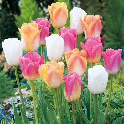 ぴったりちゅうりっぷ(R) プリティーガールズミックス