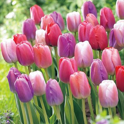 ぴったりちゅうりっぷ(R) ベリーベリーミックス