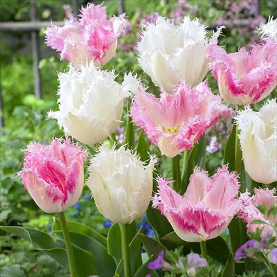 ぴったりちゅうりっぷ(R) ストロベリーホイップクリーム