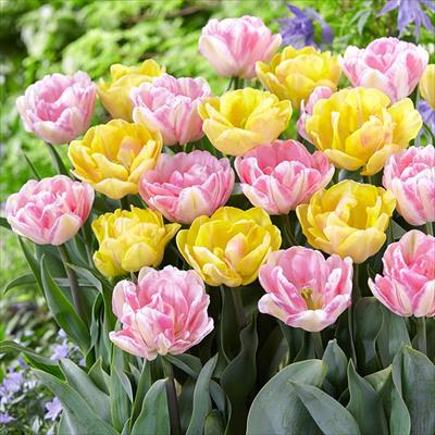 ぴったりちゅうりっぷ(R) ピーチ＆レモン