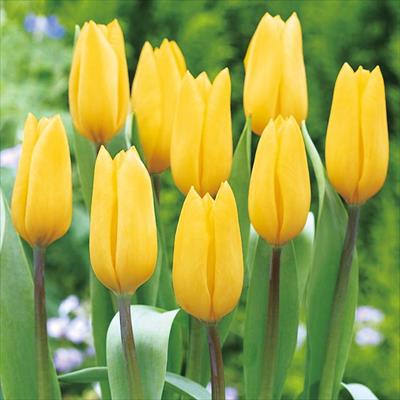 アーリースマイル(R)チューリップ ストロングゴールド （冷蔵球）