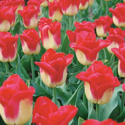 アーリースマイル(R)チューリップ マッチ （冷蔵球）