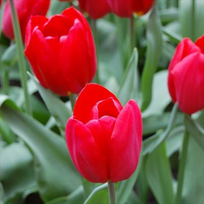 アーリースマイル(R)チューリップ ストロングラブ（冷蔵球）