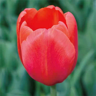 アーリースマイル(R)チューリップ オレンジジュース（冷蔵球）